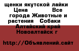 щенки якутской лайки › Цена ­ 15 000 - Все города Животные и растения » Собаки   . Алтайский край,Новоалтайск г.